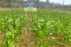 FLD-on-Maize-var-African-Tall