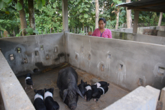 Piggery-unit-of-Ms-Namika-Khaklary-at-Langhin