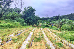 Demonstration-cum-Production-plot-PineappleVar-Queen