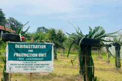 Demonstration-cum-producation-unit-Dragon-fruit