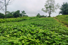 Demonstration-on-BlackgramVar.-SBC-40