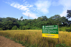 Demonstration-on-Rice-Pumpkin-Blackgram-sequence