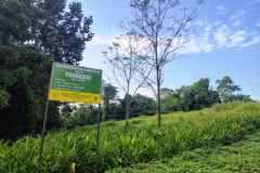 Seed-producation-cum-Demonstration-unit-Turmeric